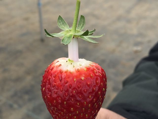 �e���r�ł݂��A�ȒP�ւ����_MASHIKO�@STRAWBERRY�@FARM