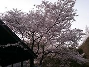 ܂܂̖؂̉ԃKêXg̓eʐ^1