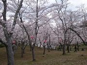 �܂�܂���̔��������̍��̓��e�ʐ^1