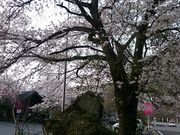 ܂܂̖؂̉ԃKe RX̓eʐ^1