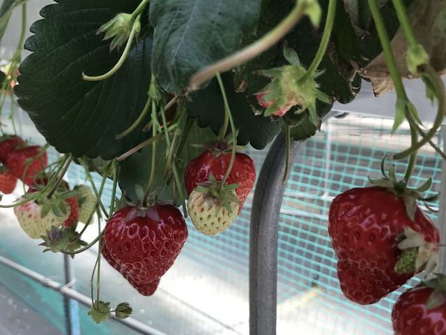 �L���C���_Strawberry Hunt