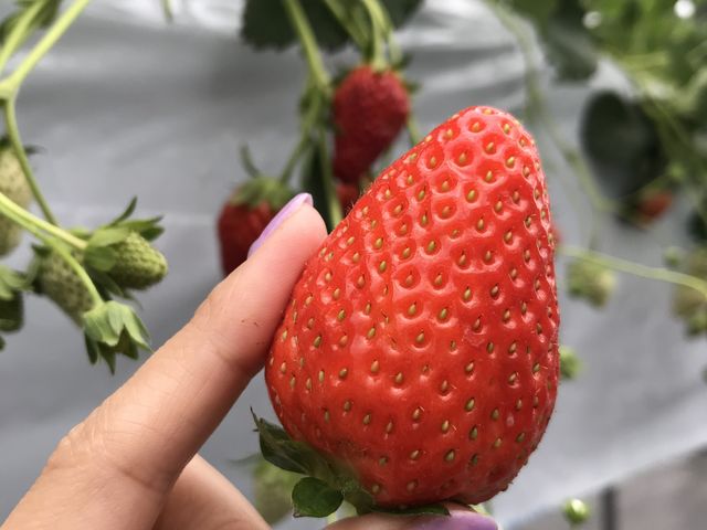 �Â��đ傫�� �������������ł�(^O^)_�܌��ʎ���