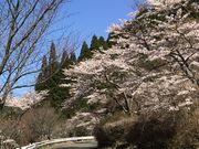 poporon̍X̐{̓eʐ^4