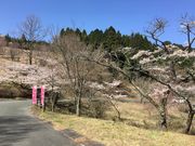 poporon̍X̋\Ȃ̓eʐ^5