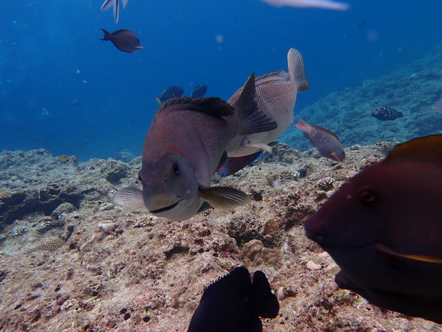 �C���Y��ŋ��������������Ō���܂����I_�_�C�r���O�V���b�v�@SeaFree