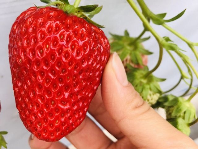 �����Ђ�_�܌��ʎ���