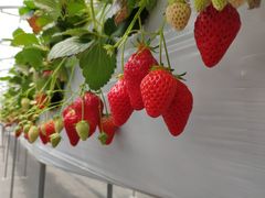 ߂݂̂悵ςςt@[ւ̓eʐ^1