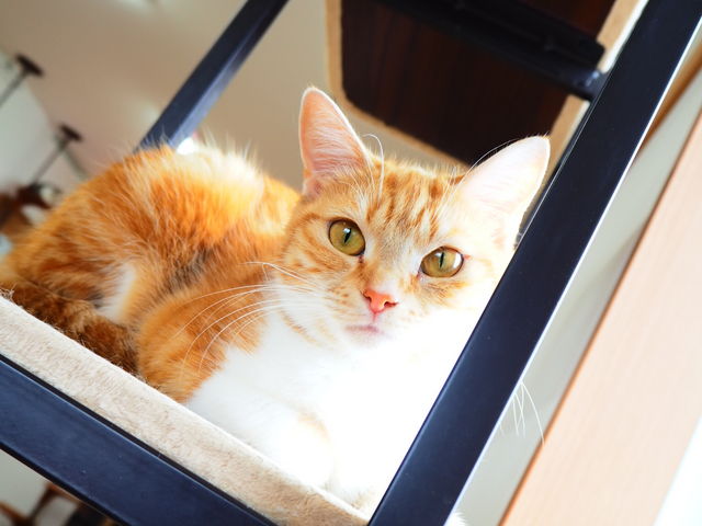 �������������₿���_�h�b�O�T���� �r�[�N���u ����