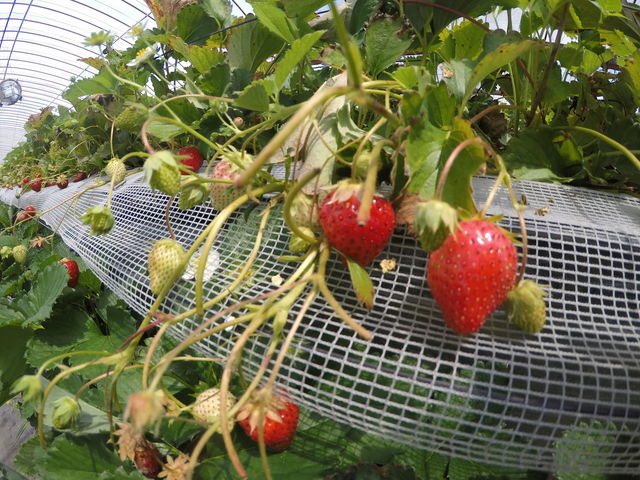 ���������������H�ה�׏o���Ċy���������ł��B�܂����N���s�������ł��B_�_�Y���������L�삭�����̑�