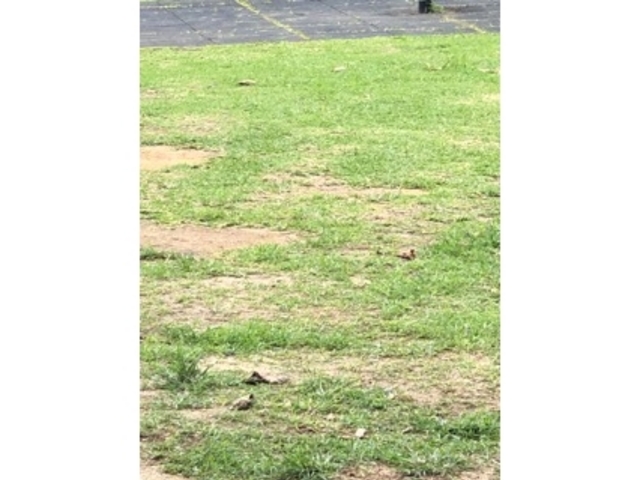 �X�|�b�g_���̏o����