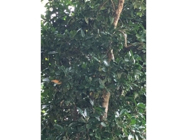 ������_���Ɖ�