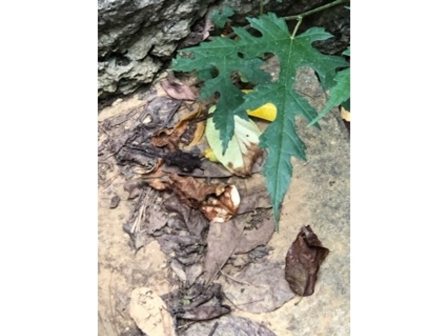 ���R����_�{�茧��