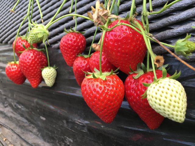 �Ƃ����Ƃ�_�ΐ삢������