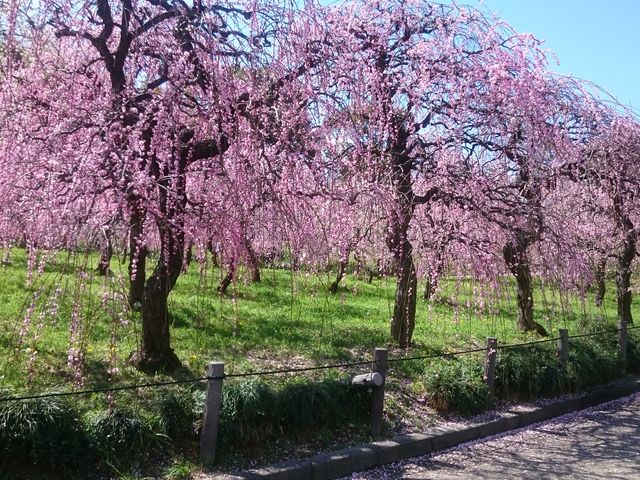 ��R�̐l�œ�����ċ��܂������A�������L���̂ŁA�~�����̎B�e���ł��܂��B_���É��s�_�ƃZ���^�[�@dela�ӂ��[��