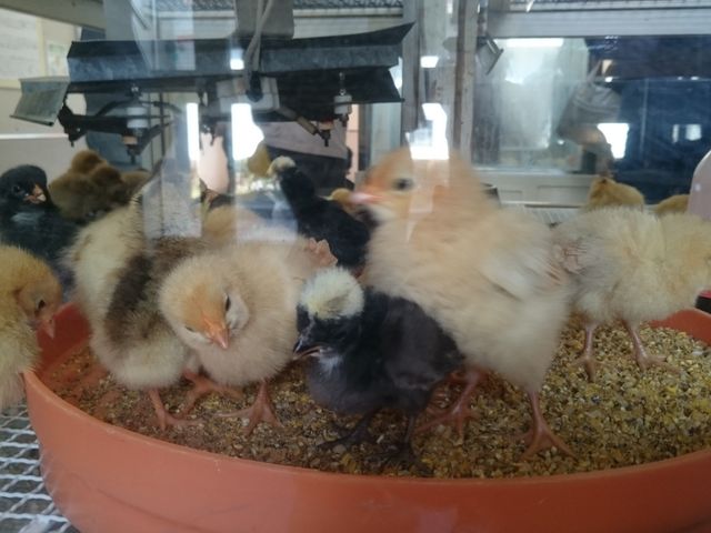 �z���W�����ł͐��܂ꂽ�Ẵq���R���ώ@�ł��܂��B_���É��s�_�ƃZ���^�[�@dela�ӂ��[��