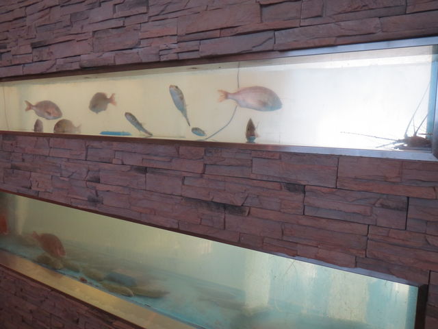 �ʘH���猩���鐶����_���������@�܂�͐H�� ��񂭂��X