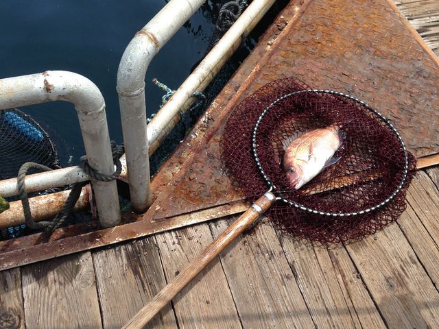 �ŏ��ɒނꂽ��ł�_�C��ނ�x�����]