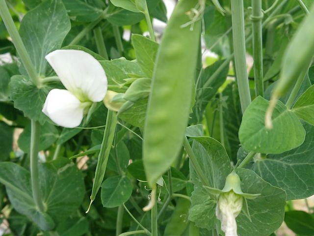 ₦ǂXC[gs[ɎԁI_OgRЂȂt@[