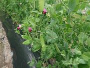 mikko330̒OgRЂȂt@[̓eʐ^2