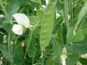 mikko330̒OgRЂȂt@[̓eʐ^3