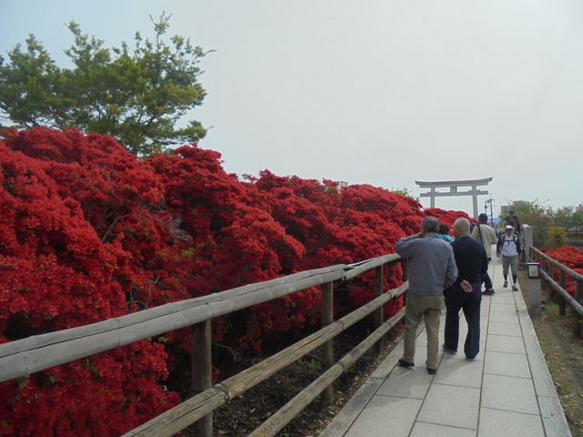 �����V���{�̃L���V�}�c�c�W_�����V���{�i�������r�j�̃L���V�}�c�c�W