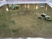 񂿂񂳂̌ÓēWق̓eʐ^1