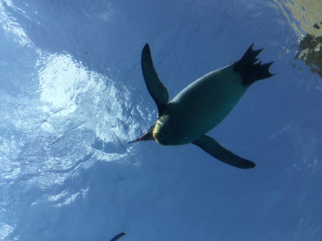 �y���M���������ł���悤�ł��B_���R������