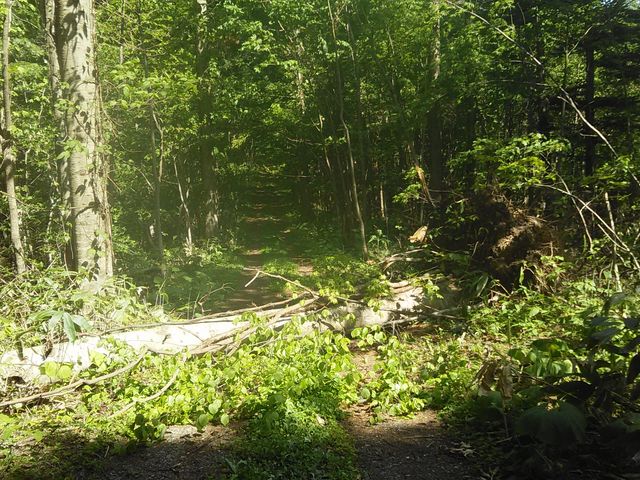 �ѓ��Q�l�P_�����ʎ��R�����i�����ʌ����сj