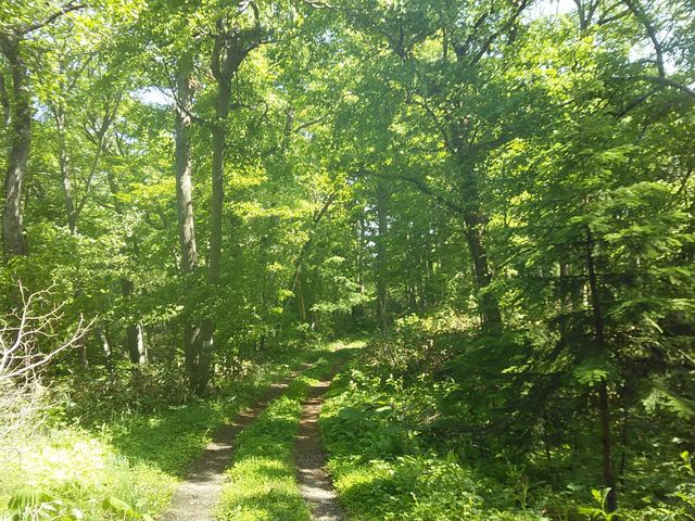 �ѓ��Q�l�Q_�����ʎ��R�����i�����ʌ����сj