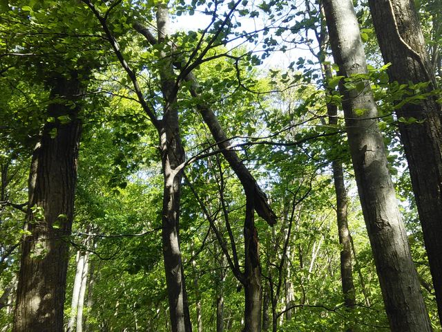 �X�̎Q�l�B���̂�����ŕς�����������B_�����ʎ��R�����i�����ʌ����сj