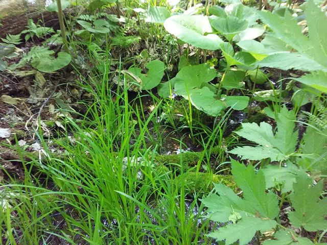 �R�[�X�̍Ō�̕��ɂ͐��ӂ�����܂����B_�����ʎ��R�����i�����ʌ����сj