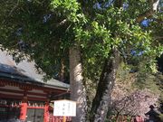 poporond}_Ћ̑t̓eʐ^1