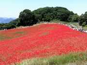 [}}̍ʂ̍ӂꂠq̃|s[̓eʐ^1