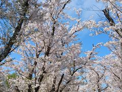 戸田記念墓地公園の口コミ一覧 じゃらんnet