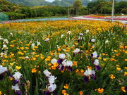 񂿂񂳂̃tbVp[NLY̓eʐ^1