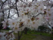 񂿂񂳂̊ێR\CVm̓eʐ^1