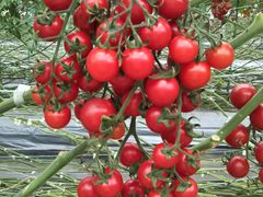 ܂񂳂̂ǂEEH[^[Et@[ւ̓eʐ^2