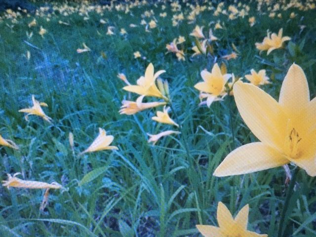 ���ꂢ�ł����B_�̒r���R��