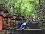 �����̂�������̉F���_�{�����T�N���E�C�`�C�J�V�̓��e�ʐ^2