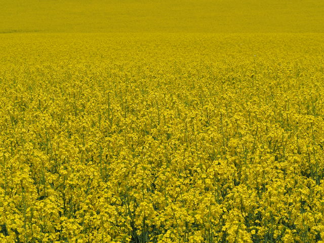 �L���I���J�̍؂̉�_�������̍؂̉Ԕ�