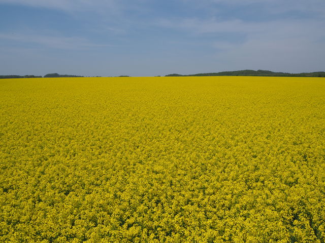 �k�C���炵���i�F�̒��̍؂̉Ԕ�_�������̍؂̉Ԕ�