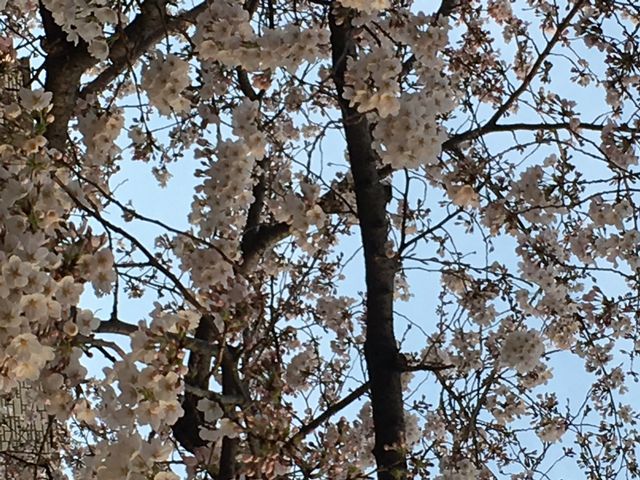 �������ꂢ_�΃��u����