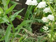 chi-chan̂񎩐n̓eʐ^1