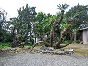 ÐhF̗DkΕ󖾐_Ђ̓eʐ^5