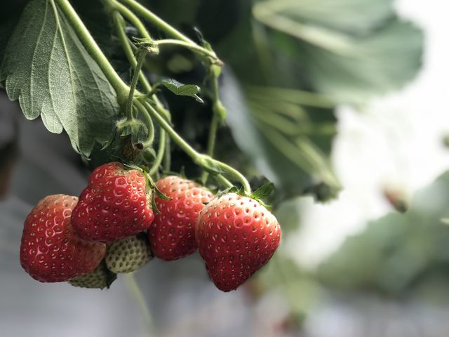 �l�I�ɂ͏��Ԃ�ȃC�`�S���Î_���ς��čD���ł��B�傫�ȃC�`�S�������ς��Ȃ��ĂĔ������������ł��I_���������@�W�W��