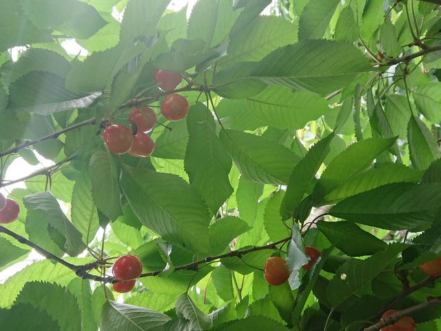 ��������_�݂Ȃ��݃t���[�c�����h���M�g�[��