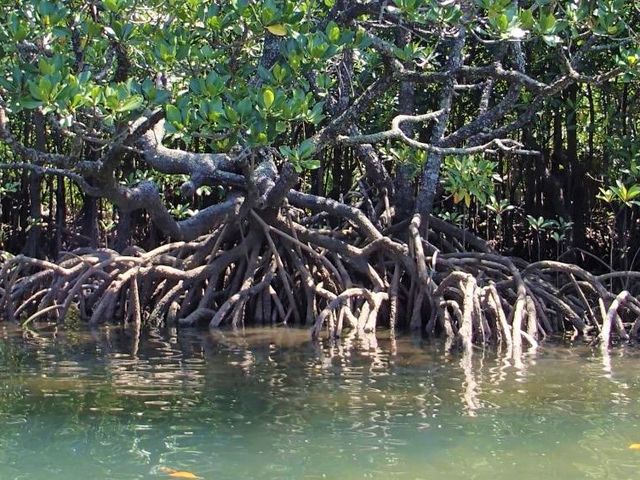 �s�i�C�T�[���̑�c�A�[�A�}���O���[�u��_�s�i�C�T�[���̑�