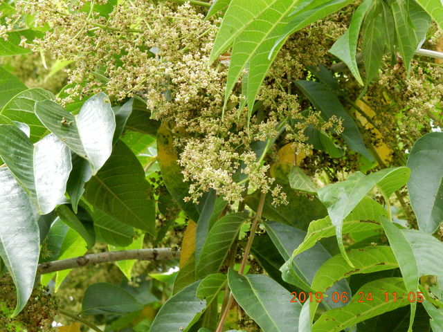 ���̉�(�K���Ђ̗��Ɍ��ؗL��j_�H����