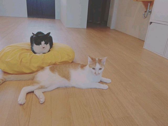 �̂�т�_�ی�L�J�t�F285