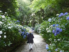 下田公園のアジサイの口コミ一覧 じゃらんnet